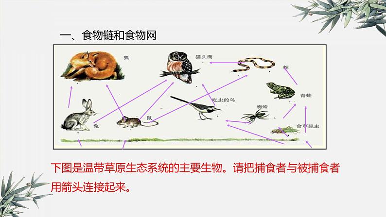 冀少版生物八年级下册：7.2.2 食物链和食物网 课件第8页