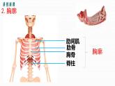 人教版七下第三章第二节 发生在肺内的气体交换课件PPT