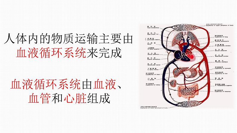 第二节 血流的管道——血管课件PPT第3页