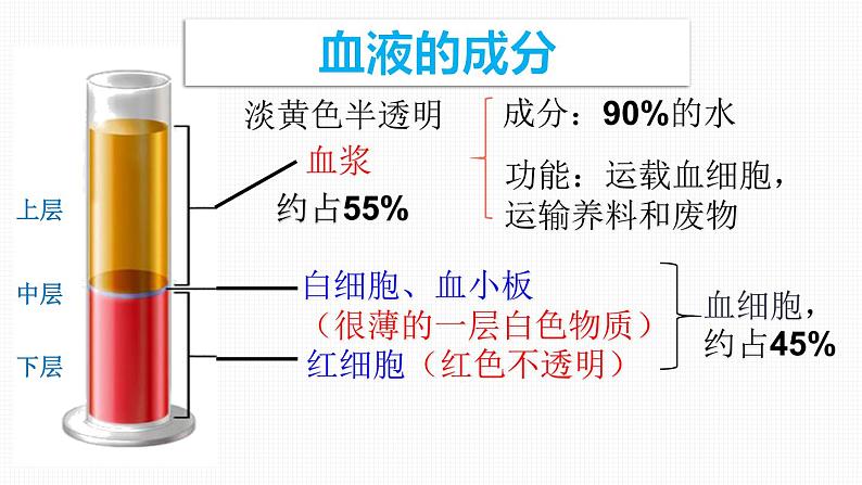 第二节 血流的管道——血管课件PPT第6页