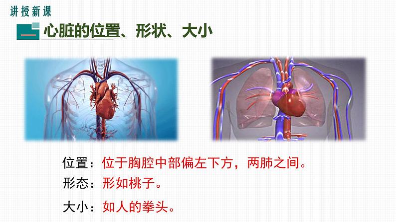 第四章第三节输送血液的泵--心脏（第一课时）课件PPT05