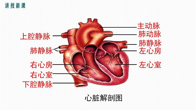 第四章第三节输送血液的泵--心脏（第一课时）课件PPT08