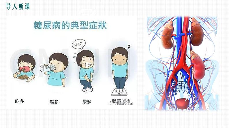 第五章 人体内废物的排出课件PPT02