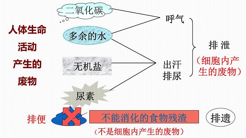 第五章 人体内废物的排出课件PPT03