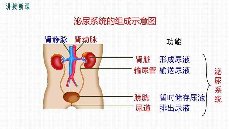 第五章 人体内废物的排出课件PPT05