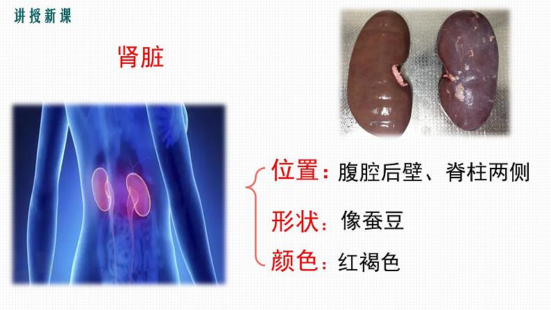 第五章 人体内废物的排出课件PPT06