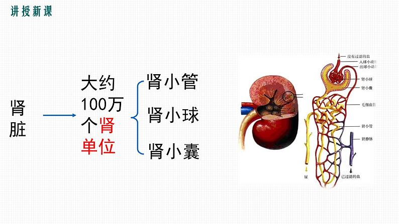 第五章 人体内废物的排出课件PPT07