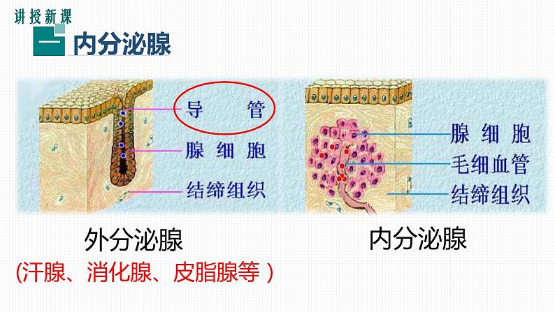 第四节激素调节课件PPT第5页