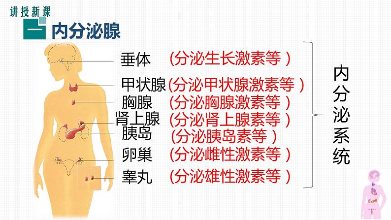 第四节激素调节课件PPT第6页