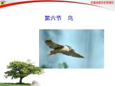 第五单元第一章第六节 鸟课件PPT