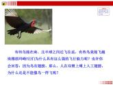 第五单元第一章第六节 鸟课件PPT