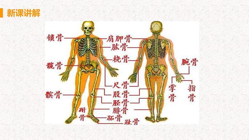 第五单元第二章第一节 动物的运动课件PPT06