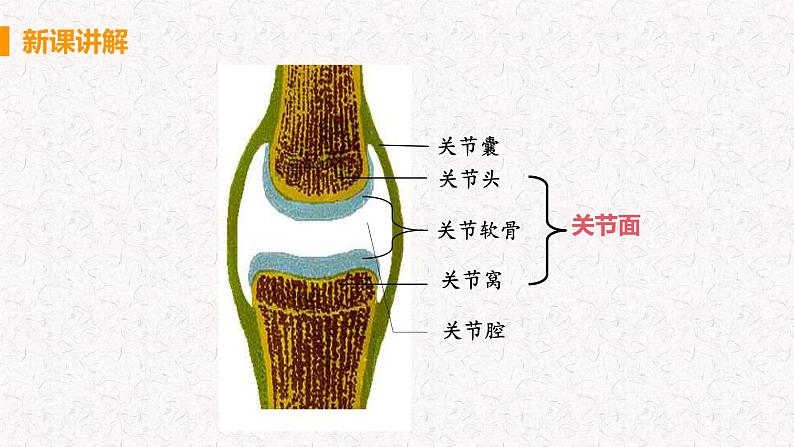 第五单元第二章第一节 动物的运动课件PPT07