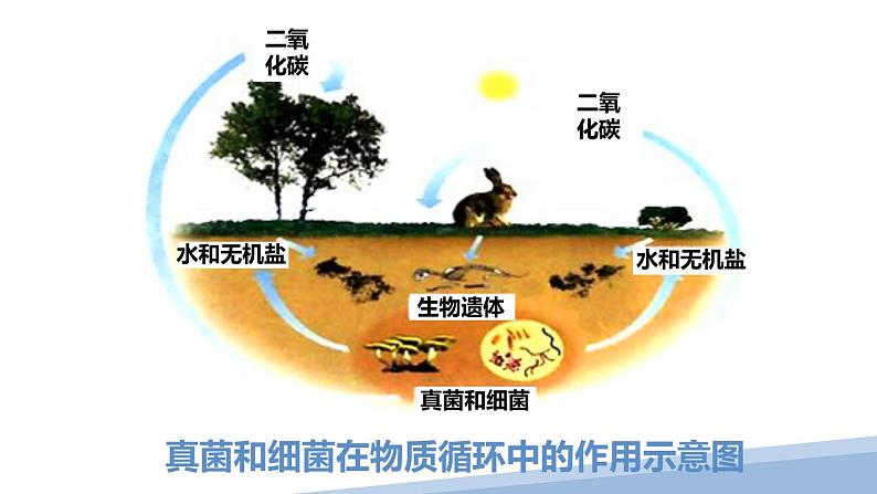 第五单元第四章第四节 细菌和真菌在自然界中的作用课件PPT08