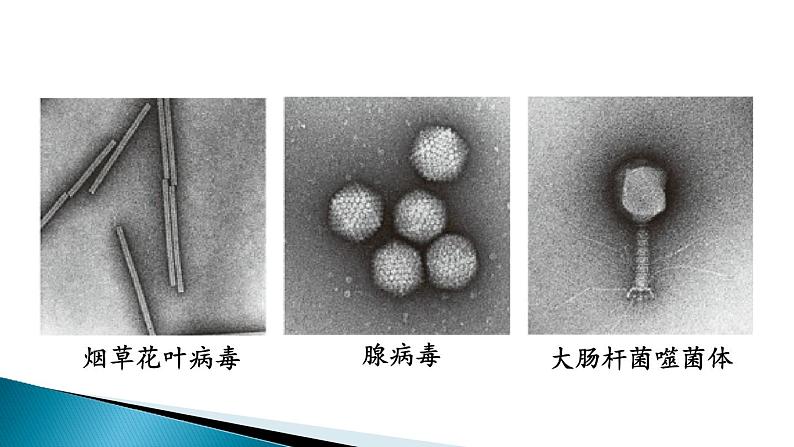 第五单元第五章 病毒课件PPT06