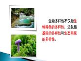 第六单元第二章 认识生物的多样性课件PPT