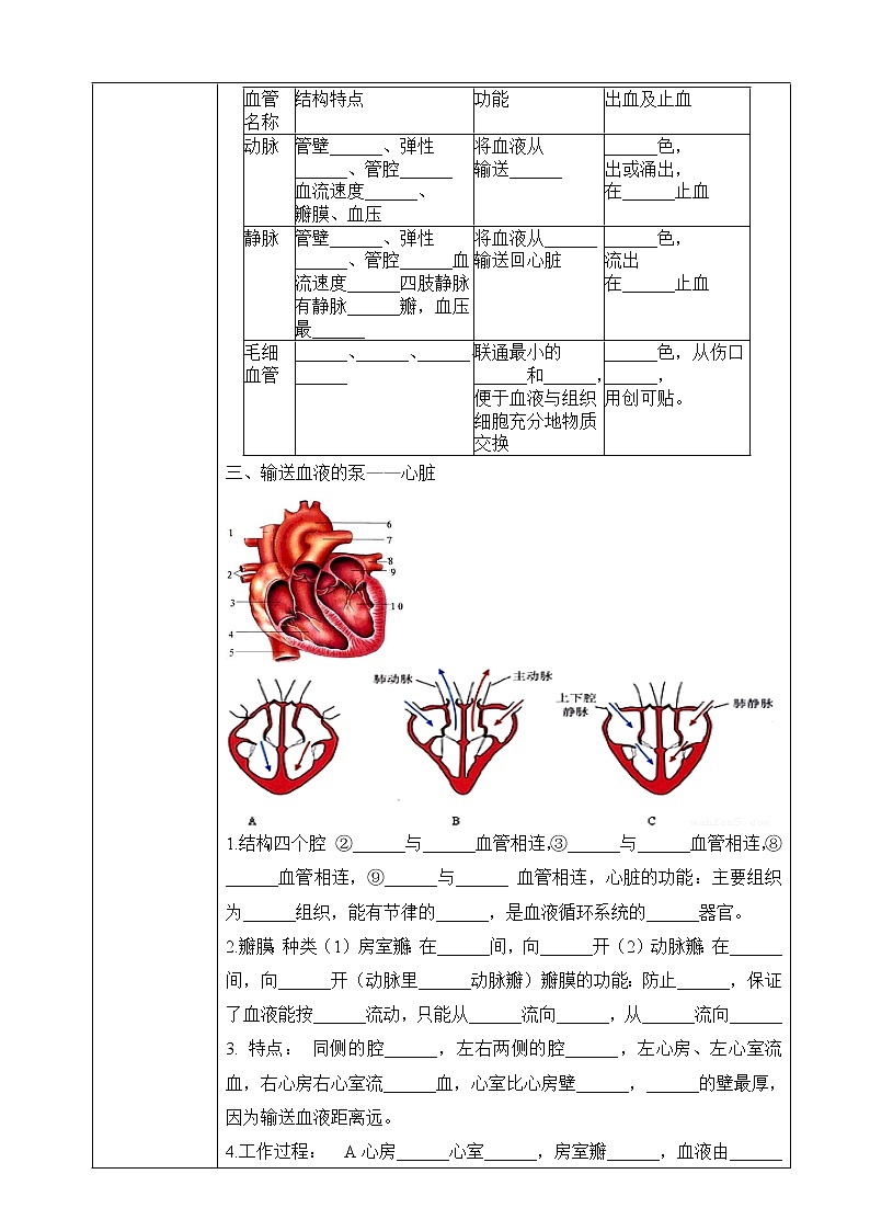 济南版生物七年级下册 3.3.2 物质运输的器官（学案）第2页