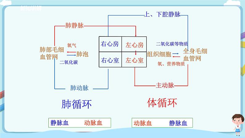 济南版生物七年级下册   3.3.3 物质运输的途径  课件+学案（含答案）+练习（含解析）08