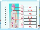 济南版生物七年级下册 3.5.1 人体的激素调节 课件+学案（含答案）+练习（含解析）