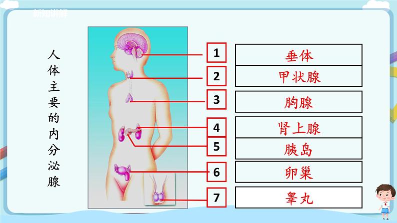 济南版生物七年级下册 3.5.1 人体的激素调节 课件+学案（含答案）+练习（含解析）05