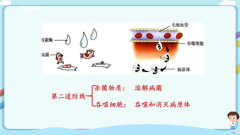 济南版生物七年级下册 3.6.1 人体的免疫功能（课件）第8页