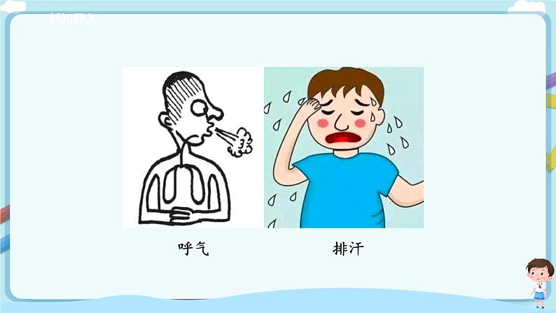 济南版生物七年级下册 3.4.1 尿的形成与排出（课件）第5页