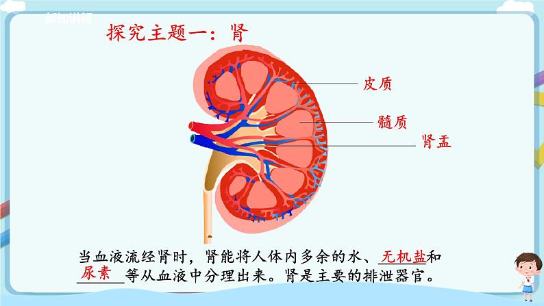 济南版生物七年级下册 3.4.1 尿的形成与排出（课件）第7页