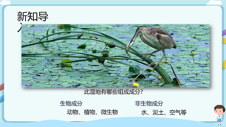 【新课标】济南版生物八下6.2.1 生态系统的组成  课件+教案+学案+素材03