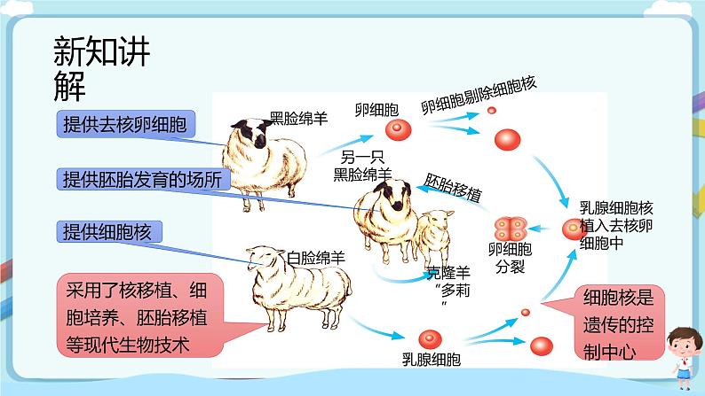 济南版生物八下7.2.2 克隆技术  课件+教案+学案+素材07