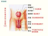 人教版七年级生物下册--4.1.2--人的生殖（课件）