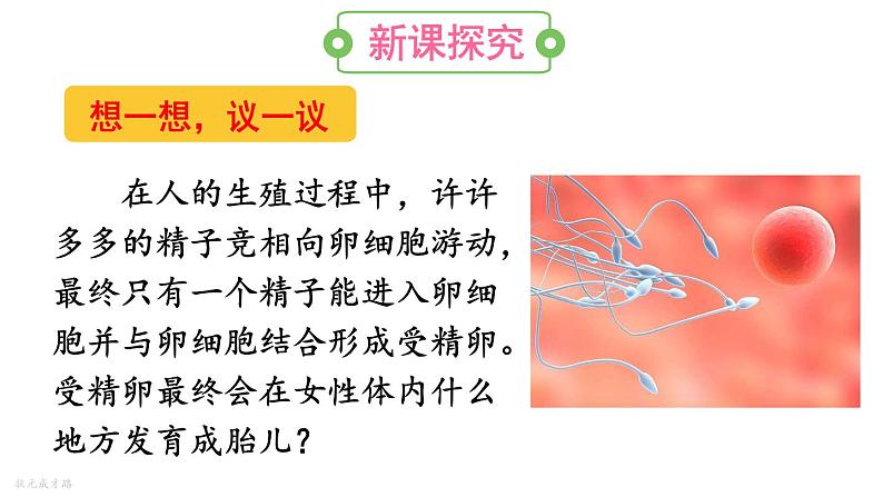 人教版七年级生物下册--4.1.2--人的生殖（课件）03