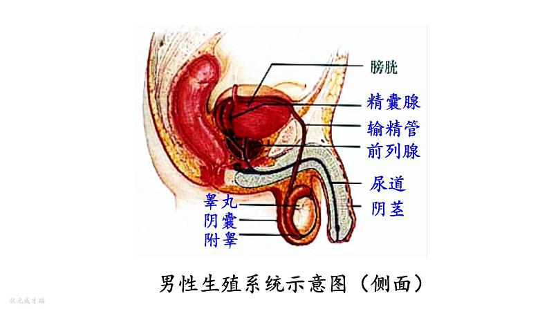 人教版七年级生物下册--4.1.2--人的生殖（课件）06