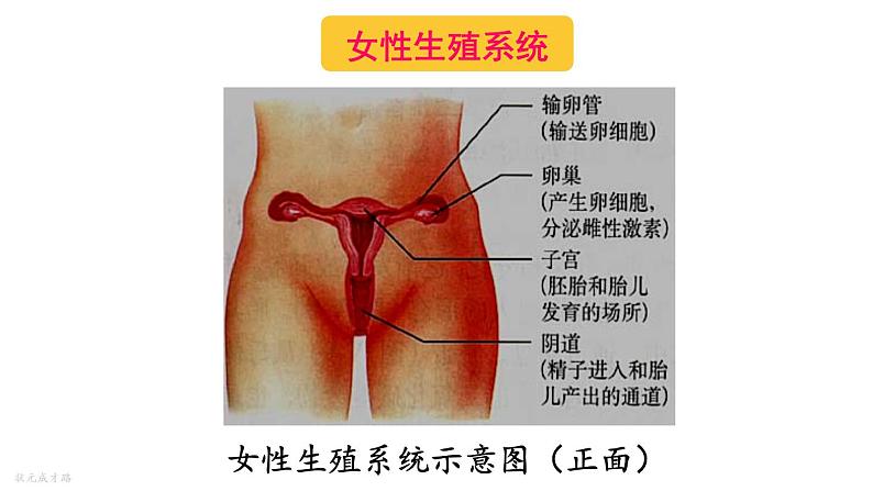 人教版七年级生物下册--4.1.2--人的生殖（课件）08