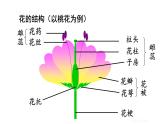 人教版八年级生物下册--7.1.1--植物的生殖（课件）