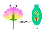 人教版八年级生物下册--7.1.1--植物的生殖（课件）
