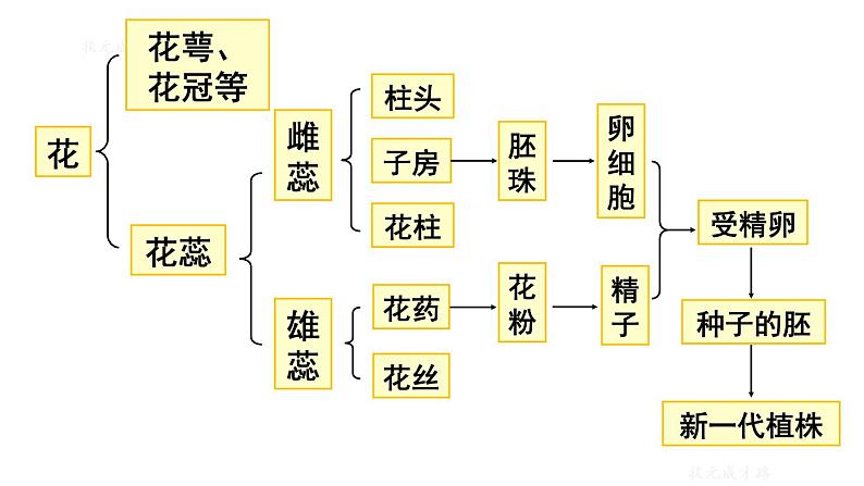 人教版八年级生物下册--7.1.1--植物的生殖（课件）08