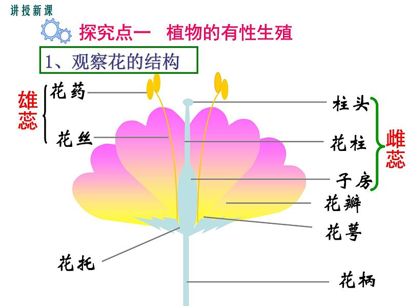 人教版八年级生物下册--7.1.1植物的生殖（课件1）04