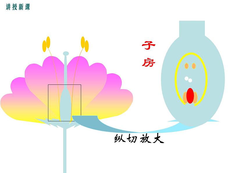 人教版八年级生物下册--7.1.1植物的生殖（课件1）05