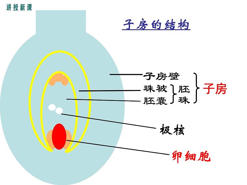 人教版八年级生物下册--7.1.1植物的生殖（课件1）06