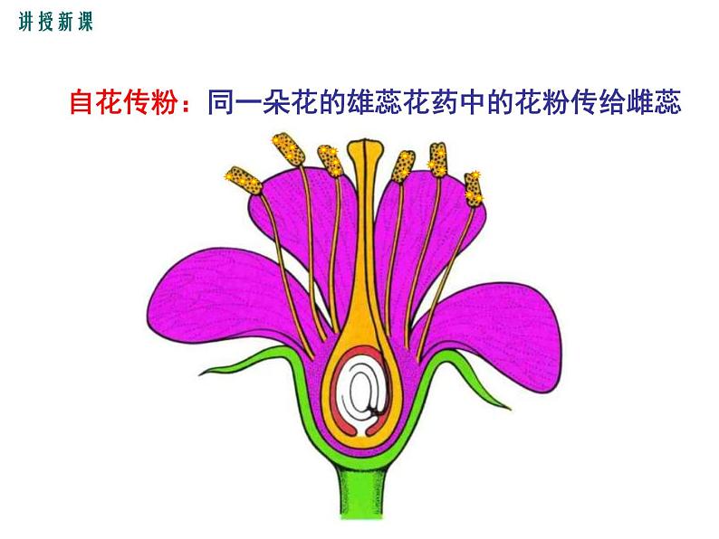 人教版八年级生物下册--7.1.1植物的生殖（课件1）08