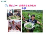 人教版八年级生物下册--7.1.2--昆虫的生殖和发育（课件1）