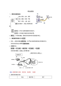 备战2023生物新中考二轮复习考点精讲精练（江苏专用）专题12人的神经系统和内分泌系统