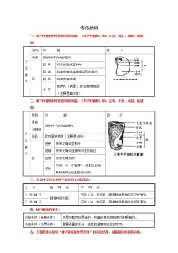 备战2023生物新中考二轮复习考点精讲精练（山东专用）专题04生物圈的绿色植物