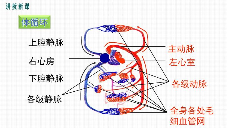 第2课时输送血液的泵--心脏课件PPT06