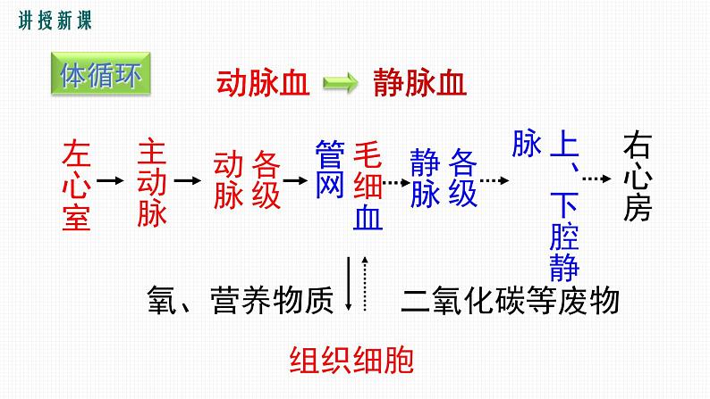 第2课时输送血液的泵--心脏课件PPT07