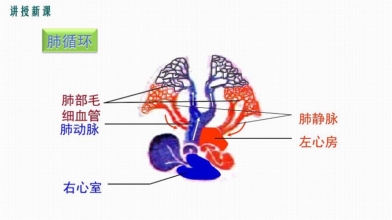 第2课时输送血液的泵--心脏课件PPT08