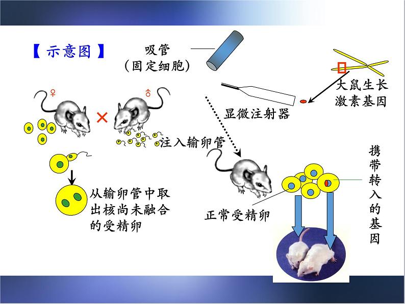 八年级下册生物第二章-小结与复习课件07