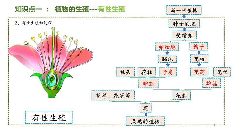 专题27 生物的生殖和发育八年级下册一轮复习课件精讲与习题精练第4页