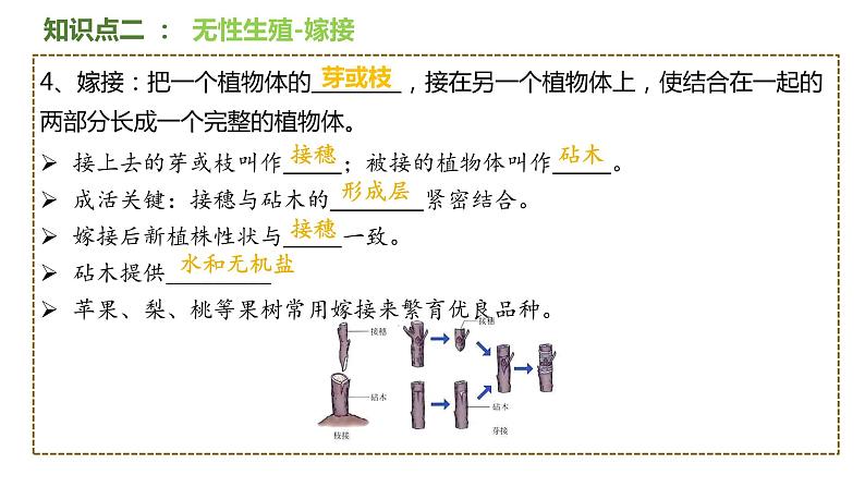 专题27 生物的生殖和发育八年级下册一轮复习课件精讲与习题精练第7页