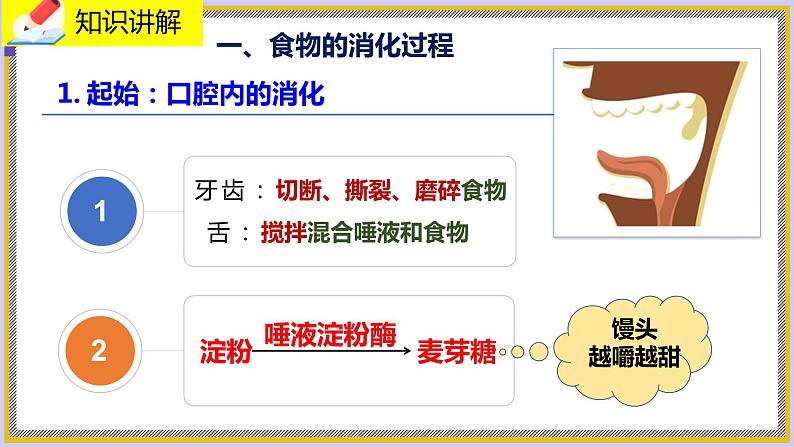 8.2.2《食物的消化和营养物质的吸收》课件第4页